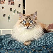 Dobya participe au concours pour gagner de l'argent avec cette photo : cat, fluffy, blue_eyes, cushion, patterned, indoors, portrait, pet, feline, relaxed, home, cozy, fur, sitting, looking, closeup, animal, face, whiskers, bedroom