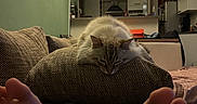 Dobya participe au concours pour gagner de l'argent avec cette photo : cat, couch, pillow, feet, person, living_room, indoor, cozy, relaxation, home, furniture, lamp, kitchen, appliance, floor_lamp, blanket, casual, resting, comfort, domestic