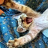 kitten, cat, yawning, stretching, paws, furry, cute, sleepy, blue_fabric, pattern, closeup, pet, animal, domestic, whiskers, claws, resting, indoor, cozy, tiny