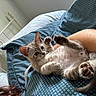 Patrick a rejoint le concours — aidez-le/la à gagner de superbes lots ! kitten, cat, pet, bed, blanket, paw, fur, blue, pattern, resting, cute, animal, indoor, cozy, feline, young, playful, relaxed, human_arm, comfort