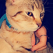 Stitch participe au concours pour gagner de l'argent avec cette photo : carnivoran, cat, cat_like_mammal, close_up, domestic_short_haired_cat, ear, eye, fur, kitten, mammal, nose, organ, skin, small_to_medium_sized_cats, snout, whiskers