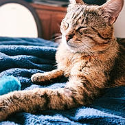 Cosmos a rejoint le concours — aidez-le/la à gagner de superbes lots ! animal, bed, blanket, blue_blanket, cat, closeup, cozy, domestic_cat, ears, feline, fur, indoor, pet, portrait, relaxed, resting, sleeping, soft_light, tabby_cat, whiskers