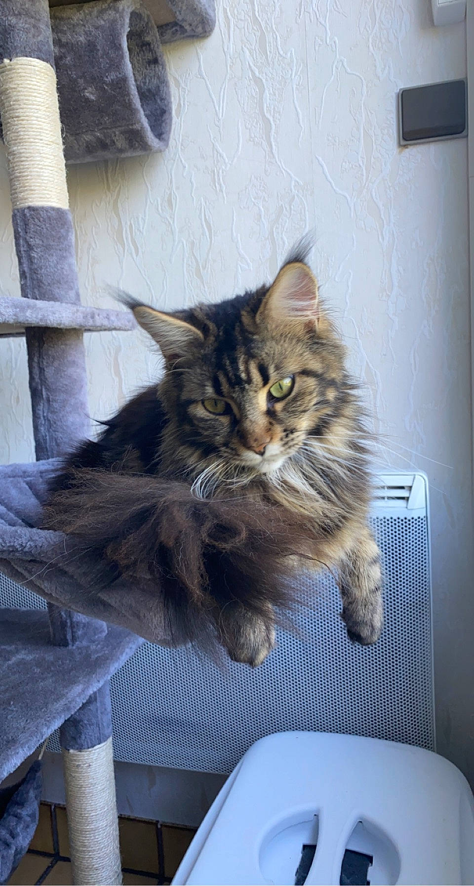 Ruby participe au concours pour gagner de l'argent avec cette photo : british_longhair, carnivore, cat, claw, comfort, domestic_short_haired_cat, felidae, fur, human_leg, lap, maine_coon, paw, sitting, small_to_medium_sized_cats, snout, tail, terrestrial_animal, whiskers, window, wood