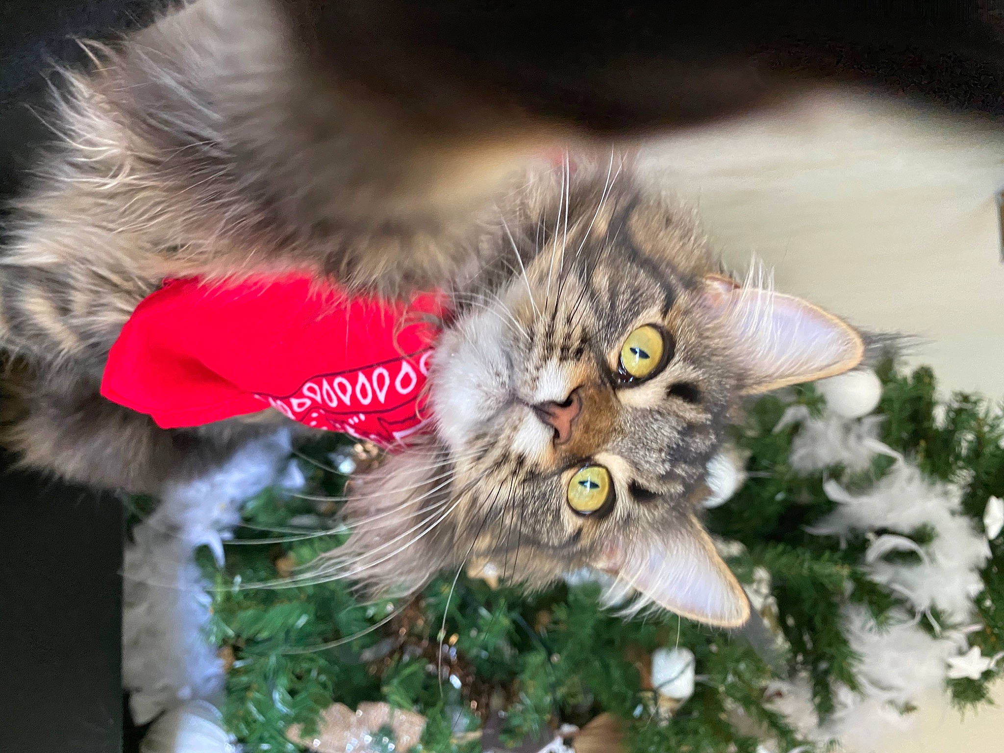 Ruby participe au concours pour gagner de l'argent avec cette photo : carnivore, cat, christmas_ornament, christmas_tree, claw, close_up, domestic_short_haired_cat, event, fawn, felidae, fur, grass, nature, organism, paw, plant, small_to_medium_sized_cats, snout, tail, whiskers