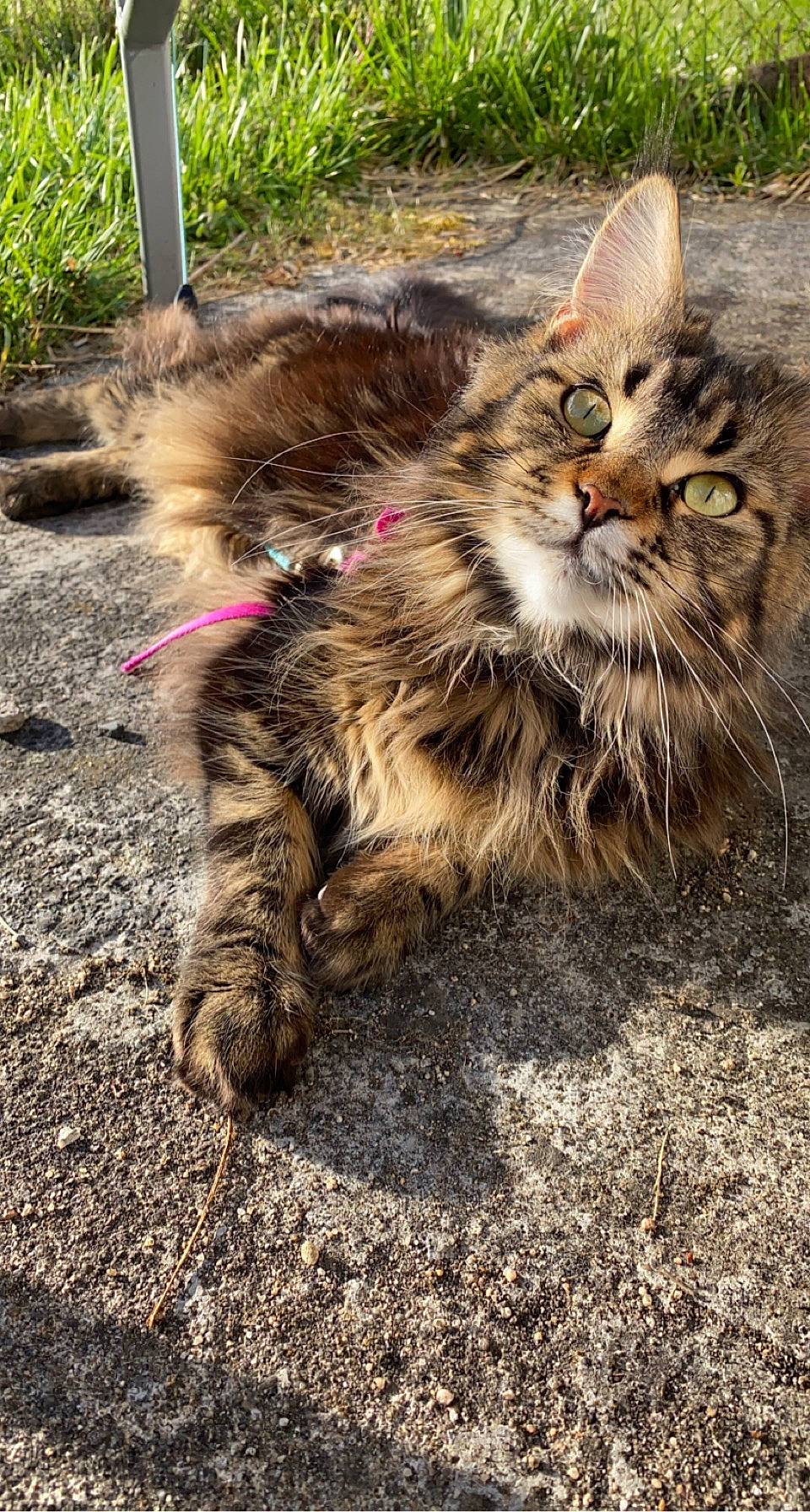 Ruby a rejoint le concours — aidez-le/la à gagner de superbes lots ! carnivore, cat, claw, domestic_short_haired_cat, fawn, felidae, foot, fur, grass, maine_coon, paw, plant, road_surface, small_to_medium_sized_cats, soil, tail, terrestrial_animal, tree, whiskers