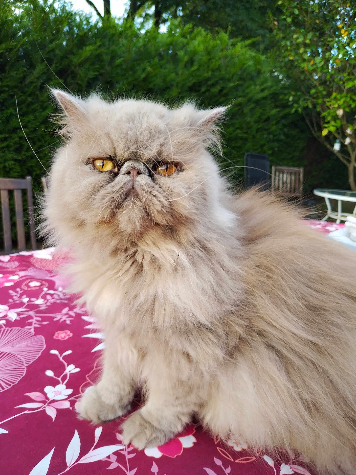 Satellite participe au concours pour gagner de l'argent avec cette photo : cat, fluffy, amber_eyes, outdoor, tablecloth, floral_pattern, garden, greenery, chair, wooden_chair, table, pet, animal, feline, fur, sitting, close_up, portrait, nature, daylight