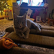 Finn is registered to the contest to win money with this photo: cat, gray_tabby, couch, living_room, christmas_tree, holiday_lights, stockings, television, people_on_tv, carpet, blanket, indoor, decorations, home, furniture, relaxed, cozy, pet, festive, warm_lighting
