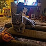 cat, gray_tabby, couch, living_room, christmas_tree, holiday_lights, stockings, television, people_on_tv, carpet, blanket, indoor, decorations, home, furniture, relaxed, cozy, pet, festive, warm_lighting