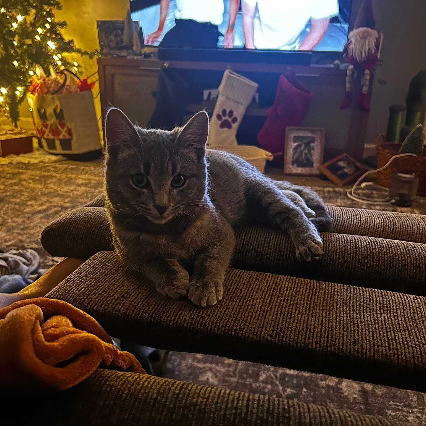 Finn is registered to the contest to win money with this photo: cat, gray_tabby, couch, living_room, christmas_tree, holiday_lights, stockings, television, people_on_tv, carpet, blanket, indoor, decorations, home, furniture, relaxed, cozy, pet, festive, warm_lighting
