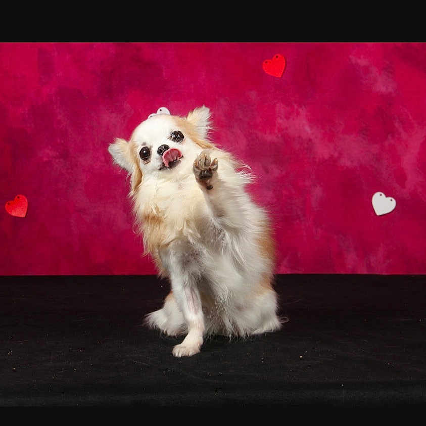 Lady a rejoint le concours — aidez-le/la à gagner de superbes lots ! dog, chihuahua, small_dog, fluffy, paw, licking, cute, pet, animal, studio, red_background, heart_shapes, playful, adorable, sitting, raised_paw, white_fur, brown_fur, black_nose, expressive