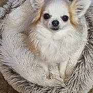 Lady participe au concours pour gagner de l'argent avec cette photo : dog, chihuahua, pet, bed, fluffy, white, tan, carpet, indoor, small_dog, cute, animal, fur, ears, looking_up, cozy, resting, domestic, companion, cute_pet