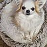 dog, chihuahua, pet, bed, fluffy, white, tan, carpet, indoor, small_dog, cute, animal, fur, ears, looking_up, cozy, resting, domestic, companion, cute_pet