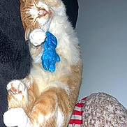 Sherbet is registered to the contest to win money with this photo: black_background, blue_toy, cat, cozy, cute, feline, fluffy, indoor, nap, orange_cat, paws_up, pet, plush_toy, relaxed, resting, sleeping, soft_texture, stuffed_toy, toy, white_fur