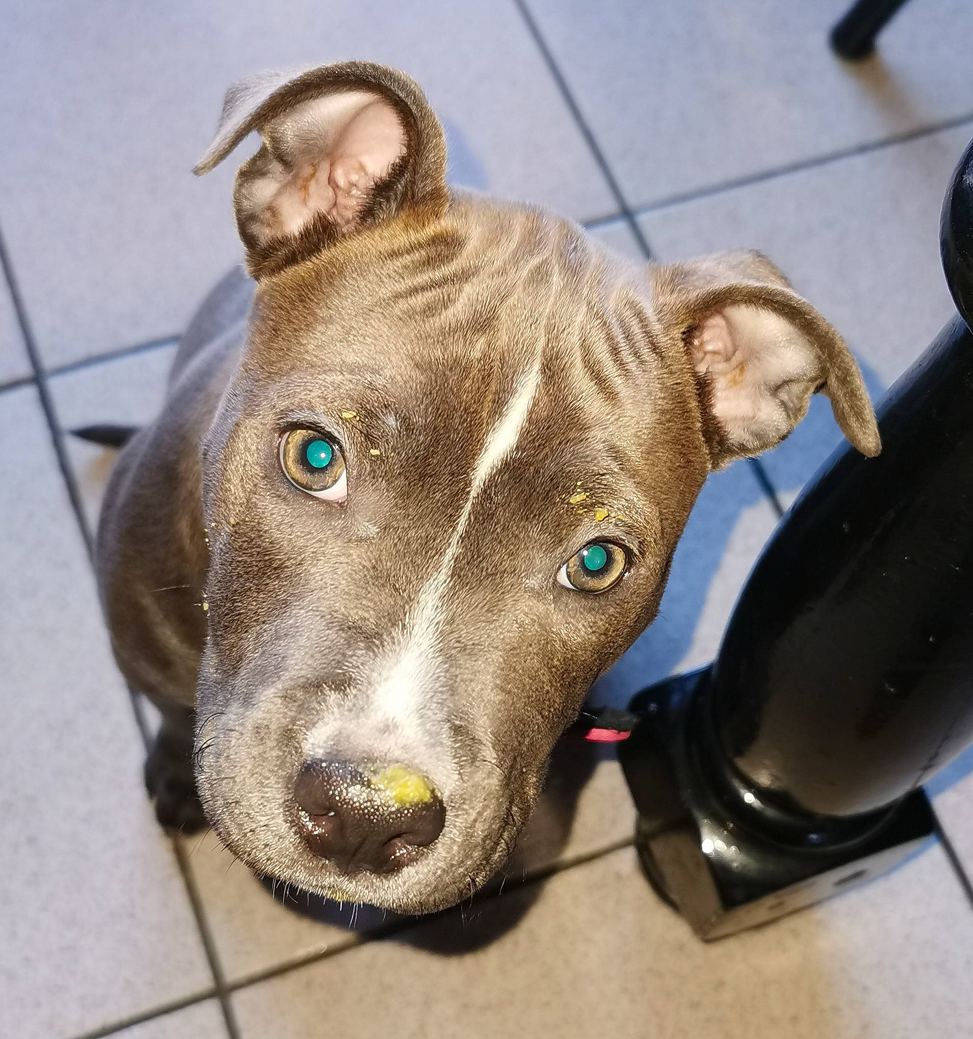 Chelsea participe au concours pour gagner de l'argent avec cette photo : canidae, carnivore, collar, comfort, companion_dog, dog, dog_breed, dog_collar, ear, fawn, liver, non_sporting_group, pet_supply, rampur_greyhound, sighthound, snout, sporting_group, terrestrial_animal, whiskers, working_animal