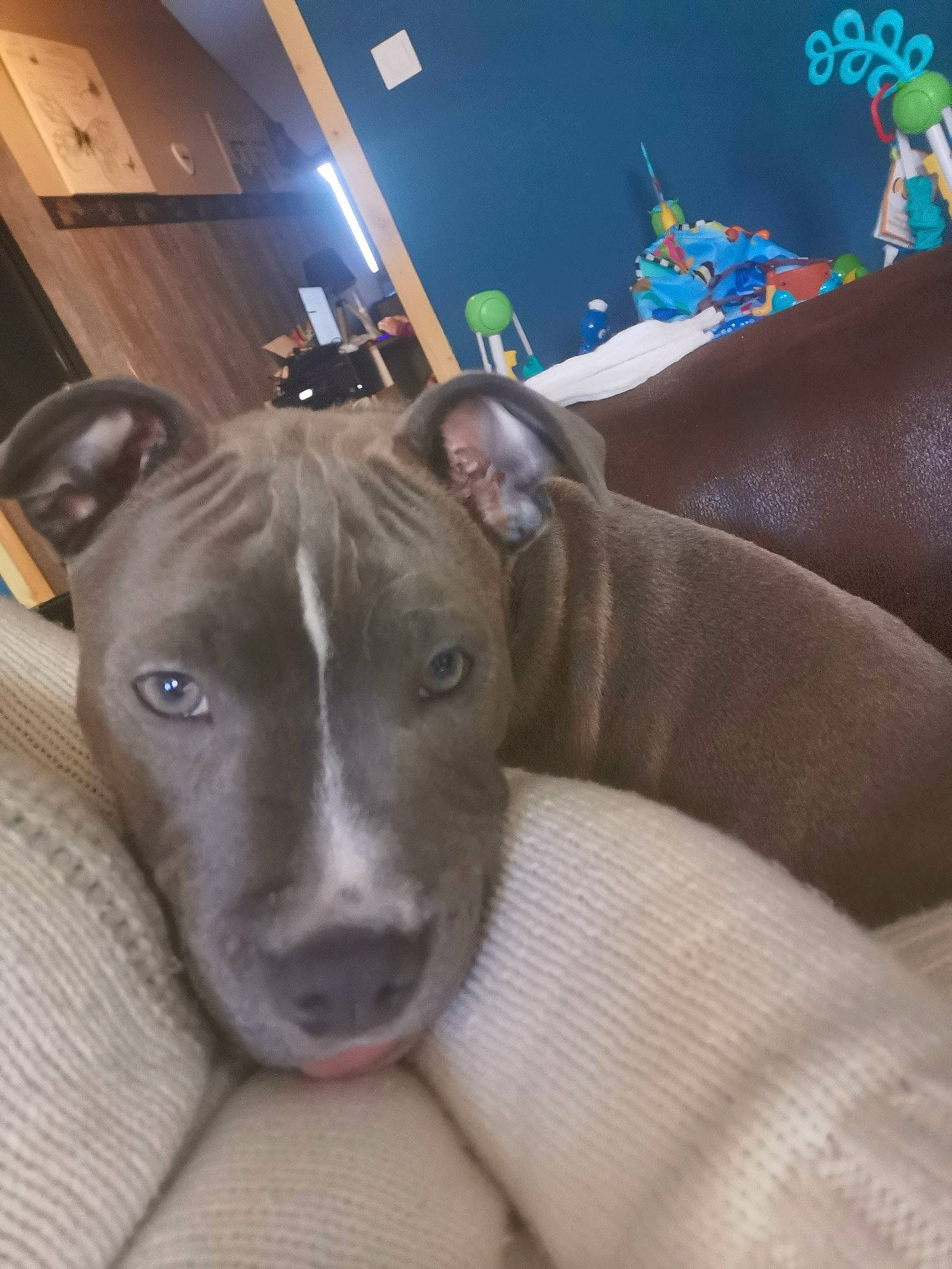 Chelsea participe au concours pour gagner de l'argent avec cette photo : canidae, carnivore, comfort, companion_dog, couch, dog, dog_breed, fawn, magyar_agar, non_sporting_group, rampur_greyhound, room, sighthound, snout, sporting_group, terrestrial_animal, whiskers, working_animal