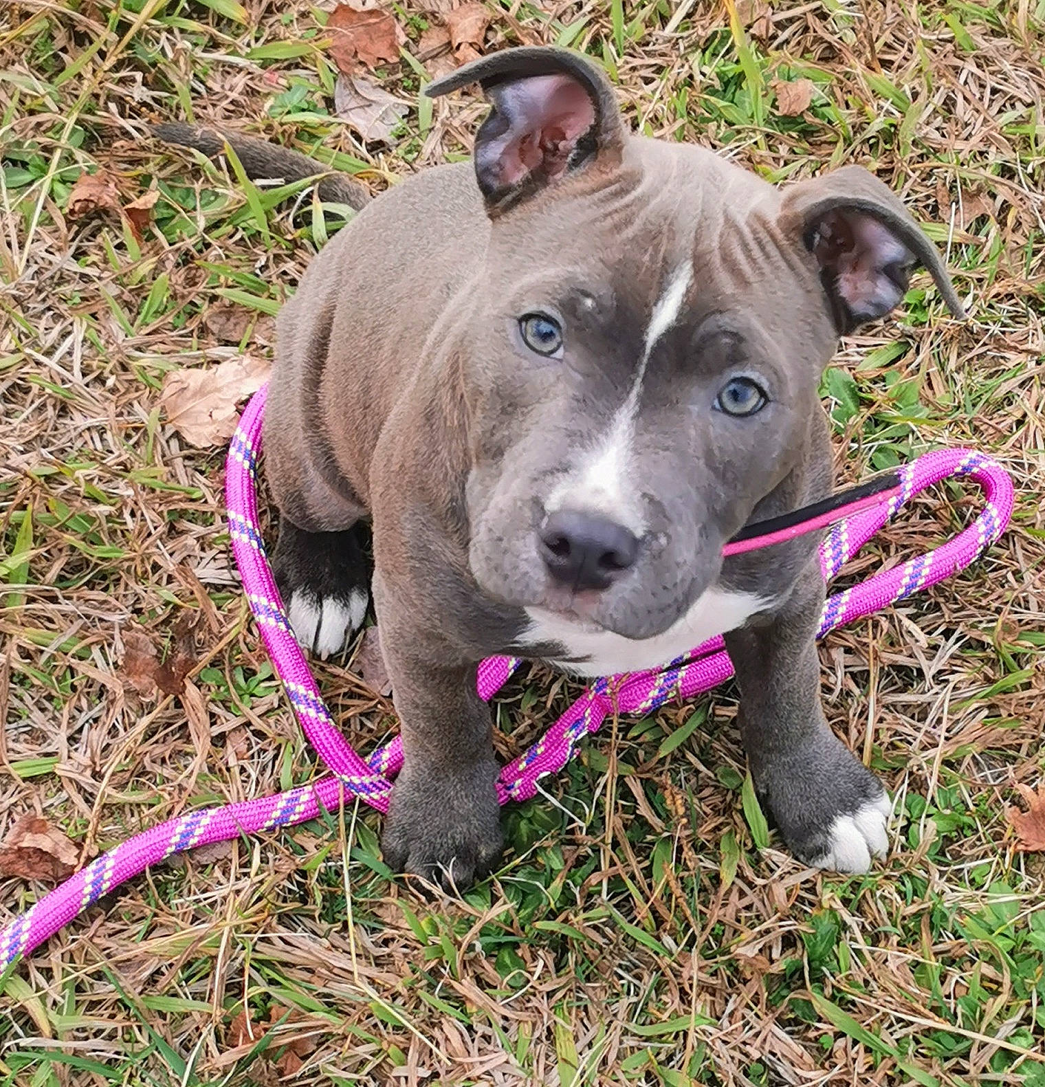 Chelsea a rejoint le concours — aidez-le/la à gagner de superbes lots ! bull_and_terrier, carnivore, collar, companion_dog, dog, dog_breed, dog_collar, dog_supply, fashion_accessory, fawn, grass, liver, pet_supply, snout, sporting_group, tail, terrestrial_animal, whiskers, working_animal, working_dog