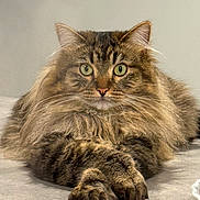 Sweet Potato Laverne joined the competition — help win amazing prizes! cat, feline, longhair, tabby_cat, green_eyes, whiskers, fluffy, paws, fur, portrait, closeup, pet, indoor, relaxed, lying_down, groomed, ear, nose, muzzle, resting_spot