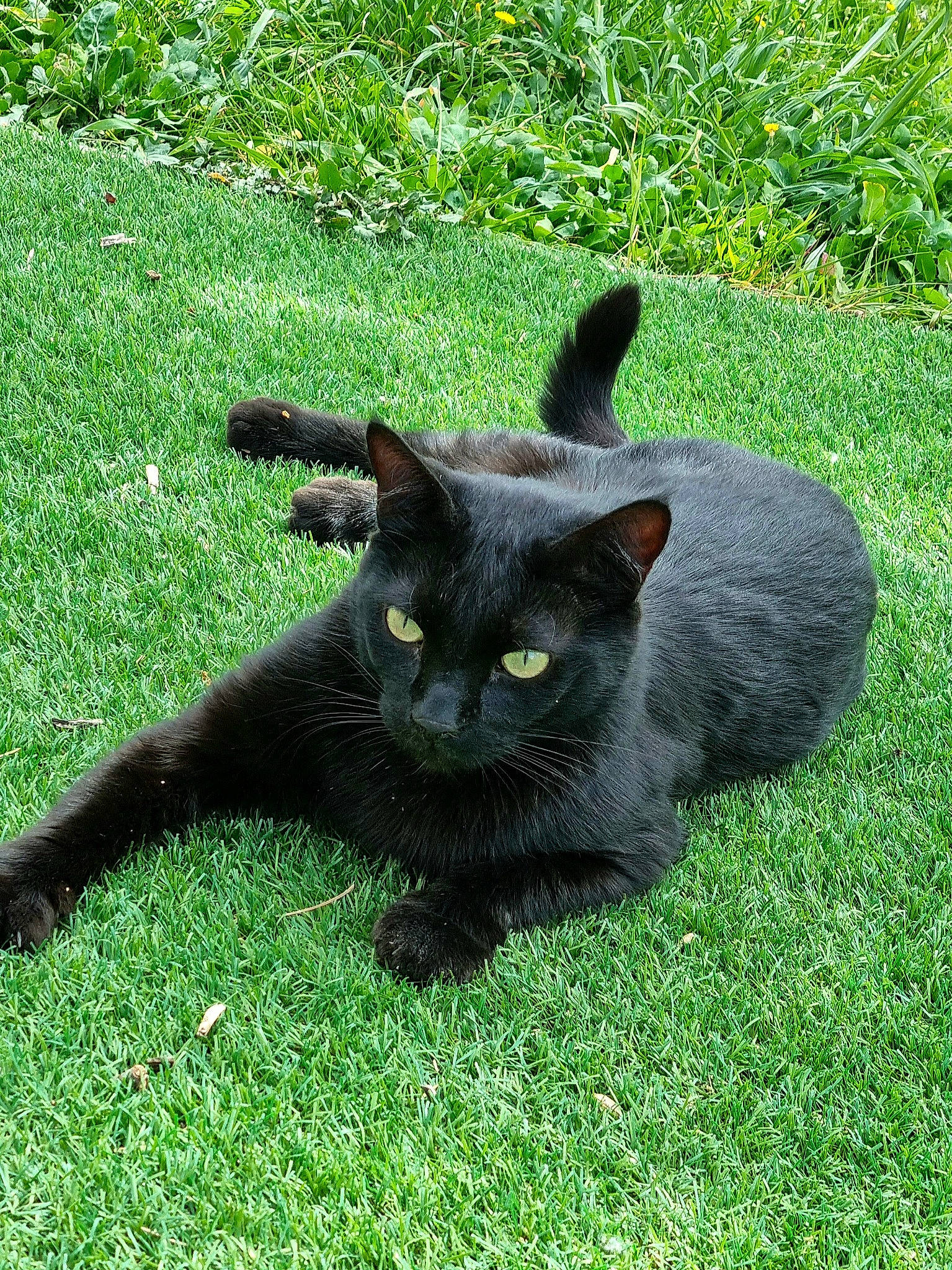 Polo a rejoint le concours — aidez-le/la à gagner de superbes lots ! black_cat, bombay, carnivore, cat, domestic_short_haired_cat, felidae, fur, grass, groundcover, plant, small_to_medium_sized_cats, snout, tail, terrestrial_animal, whiskers