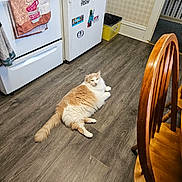 Garfield joined the competition — help win amazing prizes! appliance, cat, cozy, domestic, floor, flooring, fridge, furniture, home, indoor, kitchen, magnet, orange_cat, pet, relaxed, stove, towel, white_cat, wood, wooden_chair