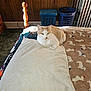 Garfield is registered to the contest to win money with this photo: cat, indoor, bed, pillow, blanket, wood_paneling, laundry_basket, carpet, radiator, furniture, pet, cozy, resting, orange_and_white_cat, domestic, home, sleeping_area, relaxation, warm_light, quiet