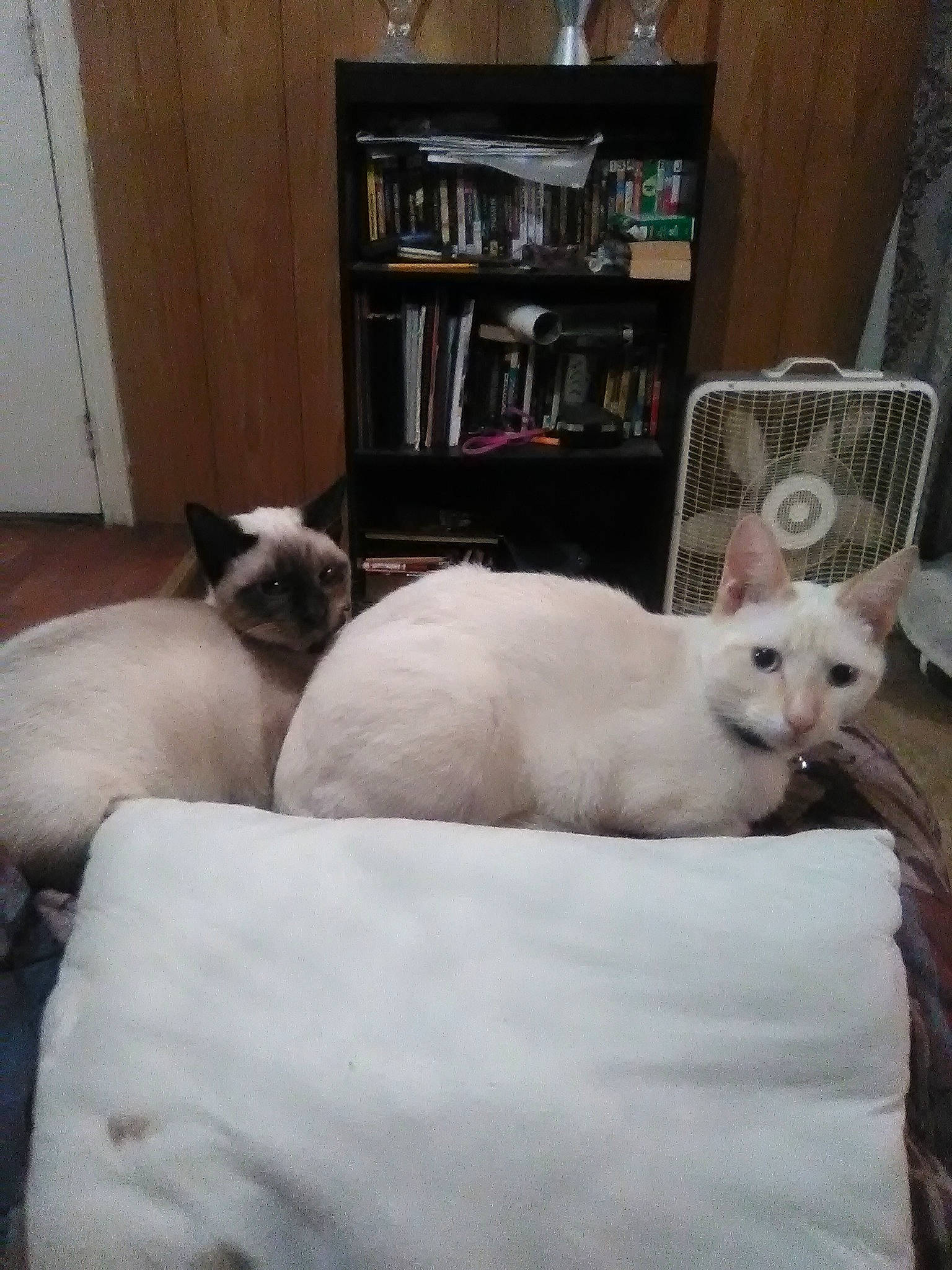 Tigger Aka Tig Man joined the competition — help win amazing prizes! asian, balinese, birman, burmilla, carnivore, cat, colorpoint_shorthair, felidae, furniture, khao_manee, kitten, mammal, person, ragdoll, siamese, small_to_medium_sized_cats, thai, tonkinese, turkish_angora, vertebrate