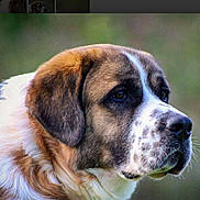 Viking participe au concours pour gagner de l'argent avec cette photo : animal, brown, calm, canine, close_up, dog, ears, face, fur, headshot, looking_away, mammal, nature, outdoor, pet, portrait, profile, snout, soft_background, white