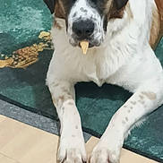 Viking a rejoint le concours — aidez-le/la à gagner de superbes lots ! animal, brown, canine, close_up, companion, cute, dog, expression, flooring, furniture, green_rug, indoor, lying_down, muzzle, paws, pet, spotted, treat, white, wooden_floor