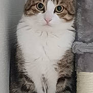 Cookie participe au concours pour gagner de l'argent avec cette photo : cat, tabby, white_fur, fluffy, pet, animal, portrait, sitting, cat_tree, scratching_post, indoors, home, gray, brown, striped, green_eyes, round_eyes, paws, long_hair, cute