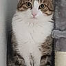 cat, tabby, white_fur, fluffy, pet, animal, portrait, sitting, cat_tree, scratching_post, indoors, home, gray, brown, striped, green_eyes, round_eyes, paws, long_hair, cute