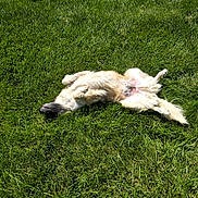Jake joined the competition — help win amazing prizes! dog, grass, outdoor, sunlight, relaxed, lying_down, pet, canine, nature, fur, playful, animal, summer, greenery, sunny, happy, mammal, domestic_animal, resting, backyard