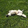 dog, grass, outdoor, sunlight, relaxed, lying_down, pet, canine, nature, fur, playful, animal, summer, greenery, sunny, happy, mammal, domestic_animal, resting, backyard