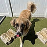 Jake is registered to the contest to win money with this photo: dog, outdoor, grass, shadow, fence, sunlight, tongue_out, pet, animal, brown_fur, white_fur, tail, stone_blocks, playful, daylight, canine, looking_up, ears, paw, backyard