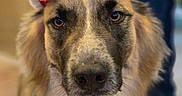 Jake is registered to the contest to win money with this photo: dog, canine, pet, santa_hat, holiday, festive, costume, bandana, plaid, portrait, close_up, fur, ears, animal, domestic_animal, cute, indoors, looking_at_camera, face, muzzle