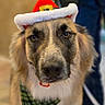 dog, canine, pet, santa_hat, holiday, festive, costume, bandana, plaid, portrait, close_up, fur, ears, animal, domestic_animal, cute, indoors, looking_at_camera, face, muzzle