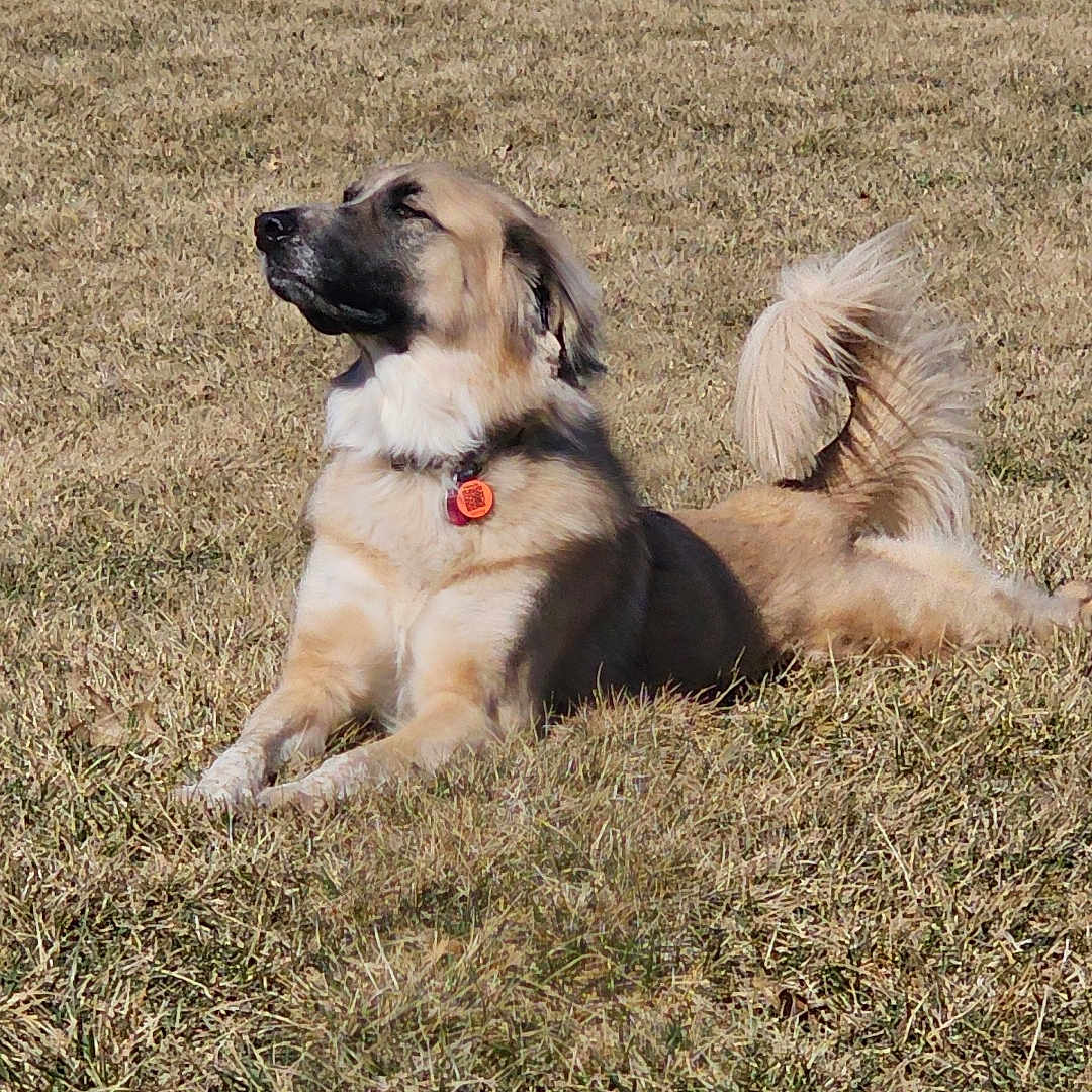 Jake