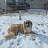 Jake is registered to the contest to win money with this photo: dog, snow, outdoor, backyard, house, deck, grass, winter, pet, canine, relaxed, animal, fur, daytime, cold, nature, residential, quiet, sunlight, landscape