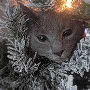 Lemon joined the competition — help win amazing prizes! cat, gray_cat, christmas_tree, snow_dusted, holiday_light, festive, curious, animal, pet, indoors, close_up, greenery, winter, decorations, cozy, feline, whiskers, soft_light, nature, cute