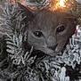cat, gray_cat, christmas_tree, snow_dusted, holiday_light, festive, curious, animal, pet, indoors, close_up, greenery, winter, decorations, cozy, feline, whiskers, soft_light, nature, cute