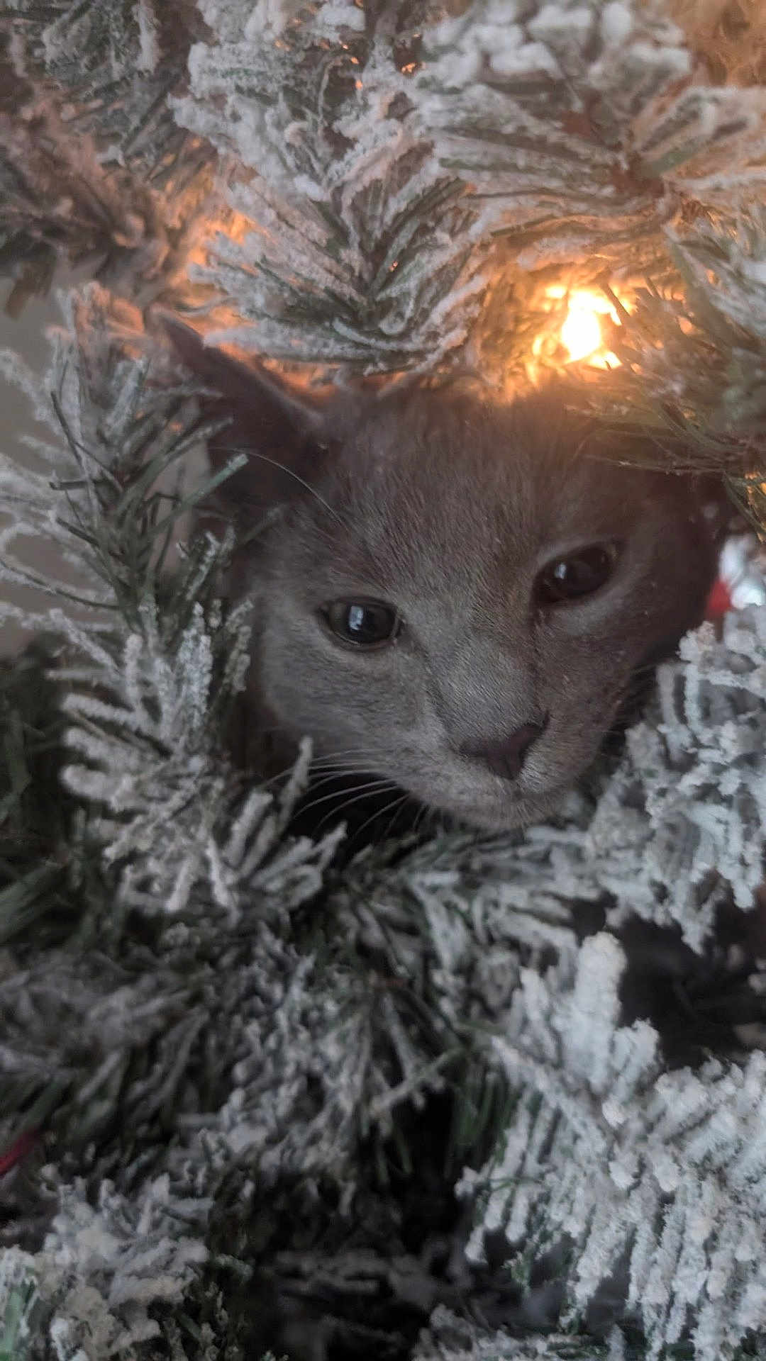 Lemon joined the competition — help win amazing prizes! cat, gray_cat, christmas_tree, snow_dusted, holiday_light, festive, curious, animal, pet, indoors, close_up, greenery, winter, decorations, cozy, feline, whiskers, soft_light, nature, cute