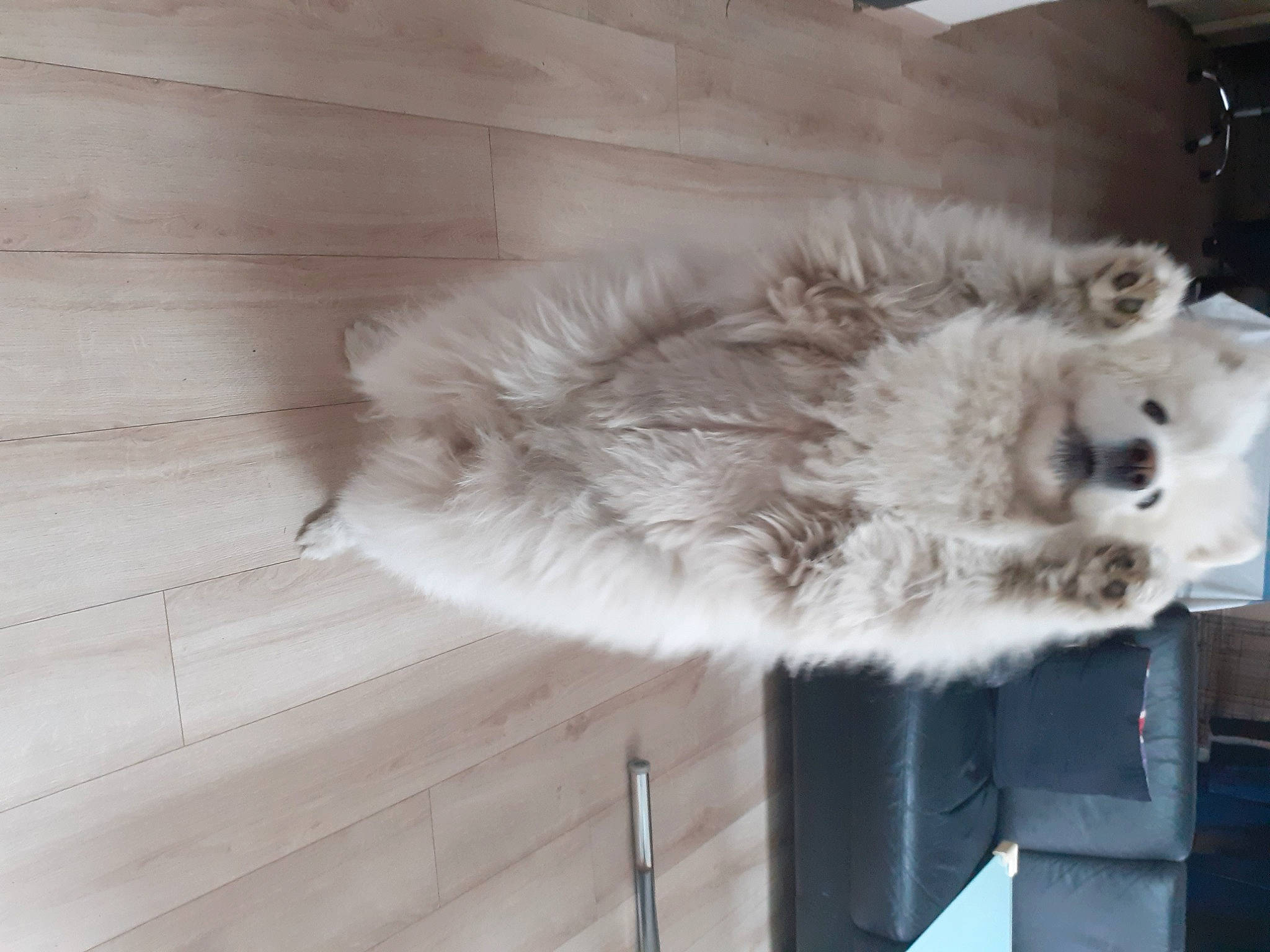 Percy a rejoint le concours — aidez-le/la à gagner de superbes lots ! british_longhair, canidae, carnivore, cat, claw, dog_breed, fawn, felidae, fur, hardwood, natural_material, paw, persian, small_to_medium_sized_cats, spitz, sporting_group, tail, whiskers, wood