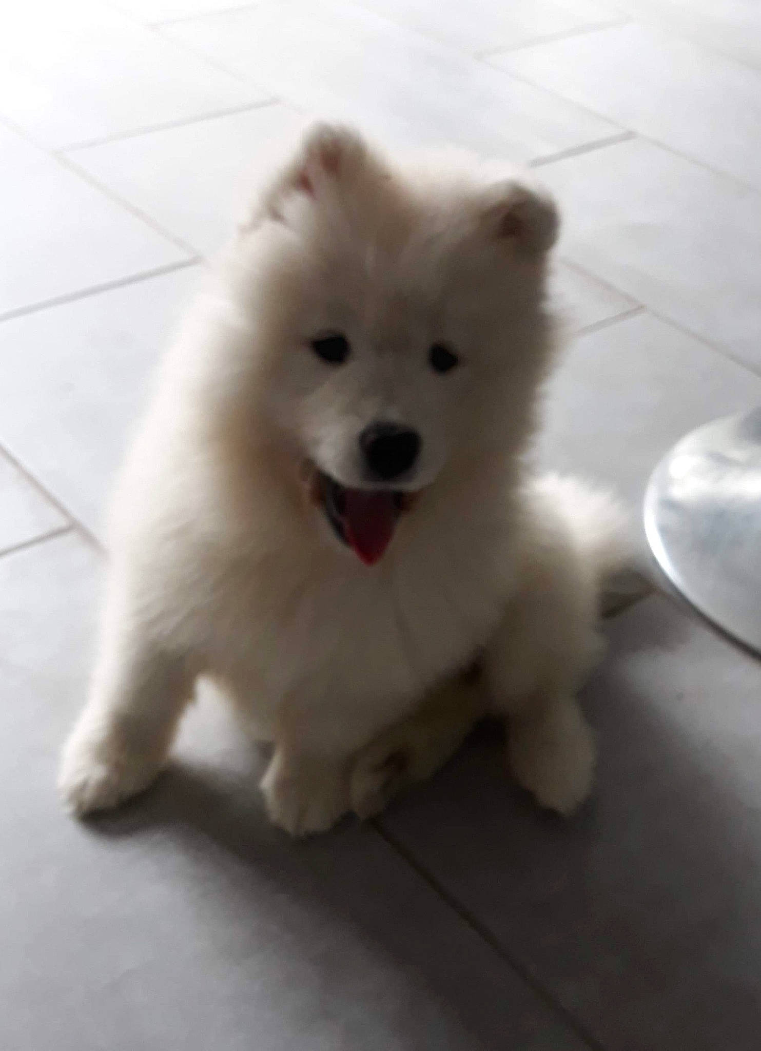 Percy participe au concours pour gagner de l'argent avec cette photo : ancient_dog_breeds, canidae, carnivore, companion_dog, dog, dog_breed, flooring, fur, german_spitz, german_spitz_klein, german_spitz_mittel, japanese_spitz, non_sporting_group, snout, spitz, sporting_group, terrestrial_animal, volpino_italiano, whiskers, working_animal