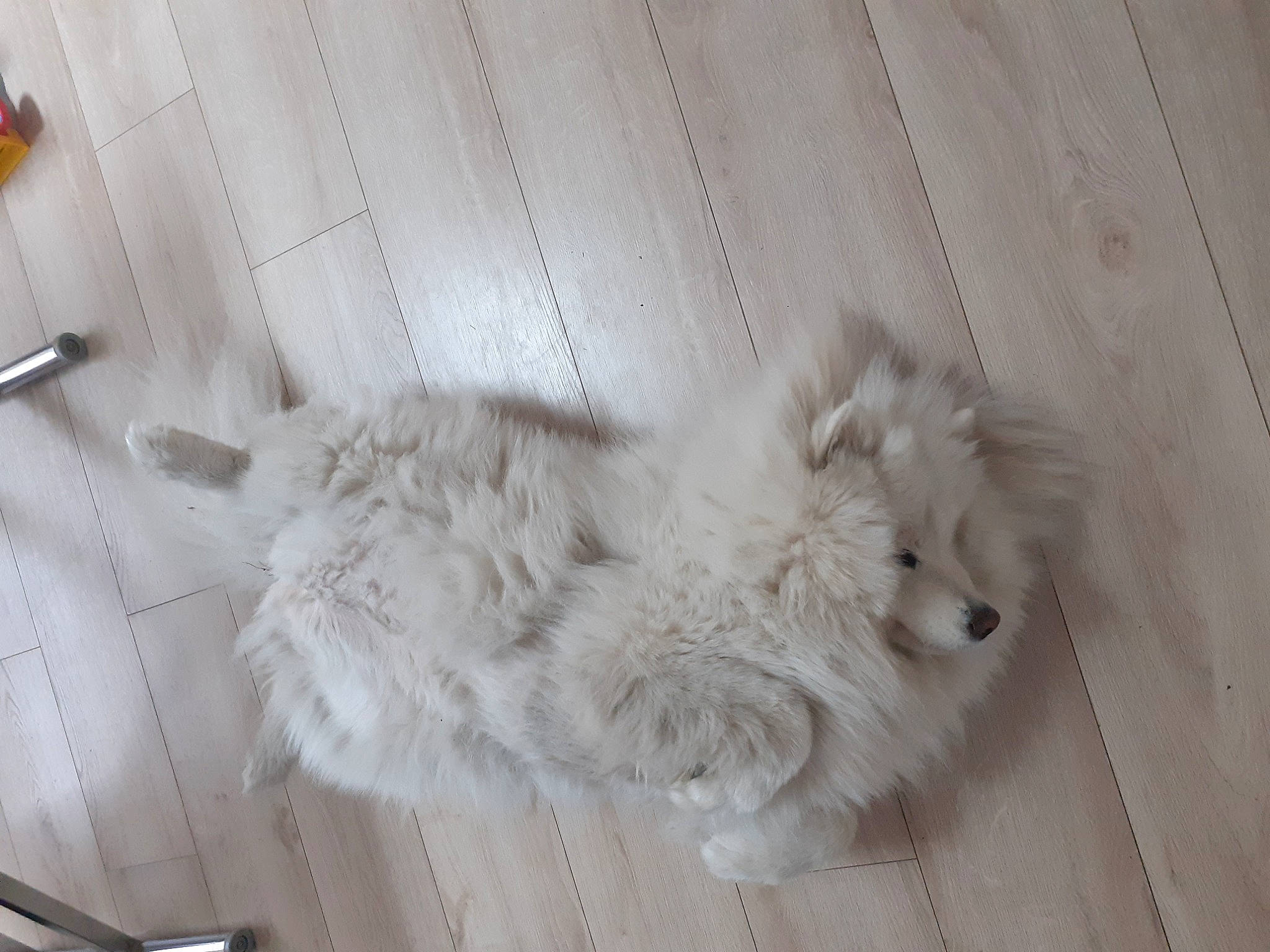 Percy participe au concours pour gagner de l'argent avec cette photo : canidae, carnivore, comfort, companion_dog, dog, dog_breed, fawn, felidae, flooring, fur, grey, hardwood, paw, small_to_medium_sized_cats, snout, sporting_group, tail, terrier, whiskers, wood