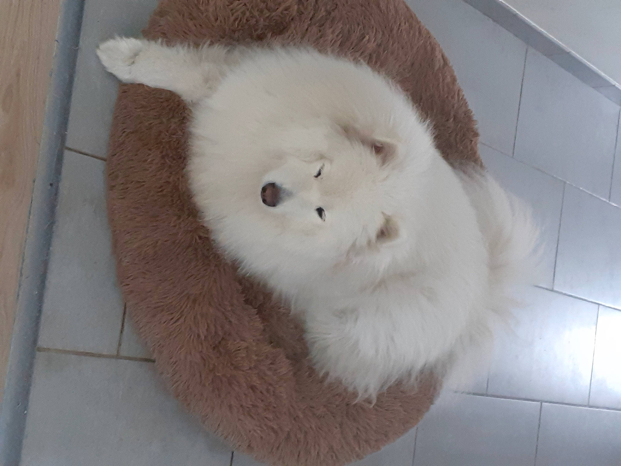 Percy participe au concours pour gagner de l'argent avec cette photo : bear, carnivore, fawn, flooring, fur, fur_clothing, plush, small_to_medium_sized_cats, snout, stuffed_toy, tail, terrestrial_animal, tile_flooring, toy, whiskers, wool, woolen