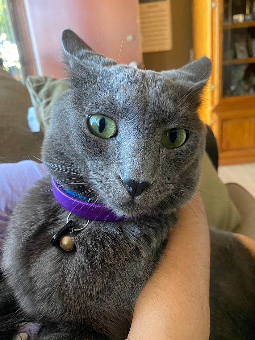 Azul is registered to the contest to win money with this photo: carnivore, cat, cat_supply, comfort, domestic_short_haired_cat, ear, electric_blue, felidae, fur, grey, pet_supply, russian_blue, small_to_medium_sized_cats, snout, terrestrial_animal, whiskers, window