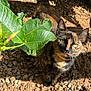 animal, cat, close_up, curious, dirt, feline, garden, green_eyes, ground, leaf, looking_up, nature, outdoor, pet, plant, rocks, shadow, sunlight, tortoiseshell, whiskers