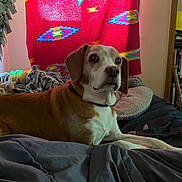 Buddie Lee is registered to the contest to win money with this photo: animal, bed, blanket, brown_dog, collar, comfort, cushion, dog, dvds, furniture, home, indoor, patterned_blanket, pet, red_blanket, relaxing, resting, shelf, soft_lighting, white_dog