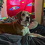 animal, bed, blanket, brown_dog, collar, comfort, cushion, dog, dvds, furniture, home, indoor, patterned_blanket, pet, red_blanket, relaxing, resting, shelf, soft_lighting, white_dog