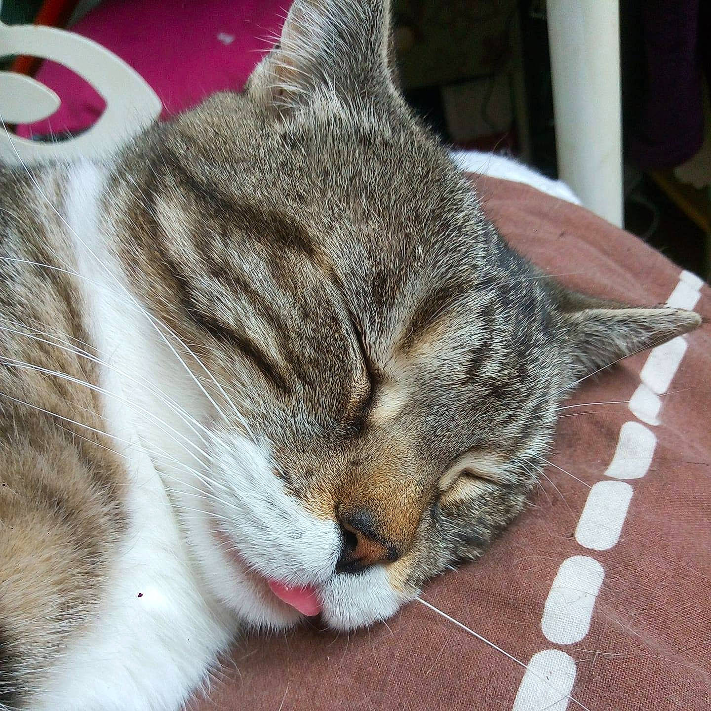 Pepite a rejoint le concours — aidez-le/la à gagner de superbes lots ! carnivore, cat, claw, comfort, domestic_short_haired_cat, felidae, fur, grass, nap, paw, sleep, small_to_medium_sized_cats, snout, tail, terrestrial_animal, whiskers