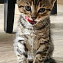 kitten, cat, tabby, tongue_out, cute, pet, indoor, wooden_floor, fur, animal, small, young, sitting, whiskers, ears, eyes, playful, adorable, domestic, feline