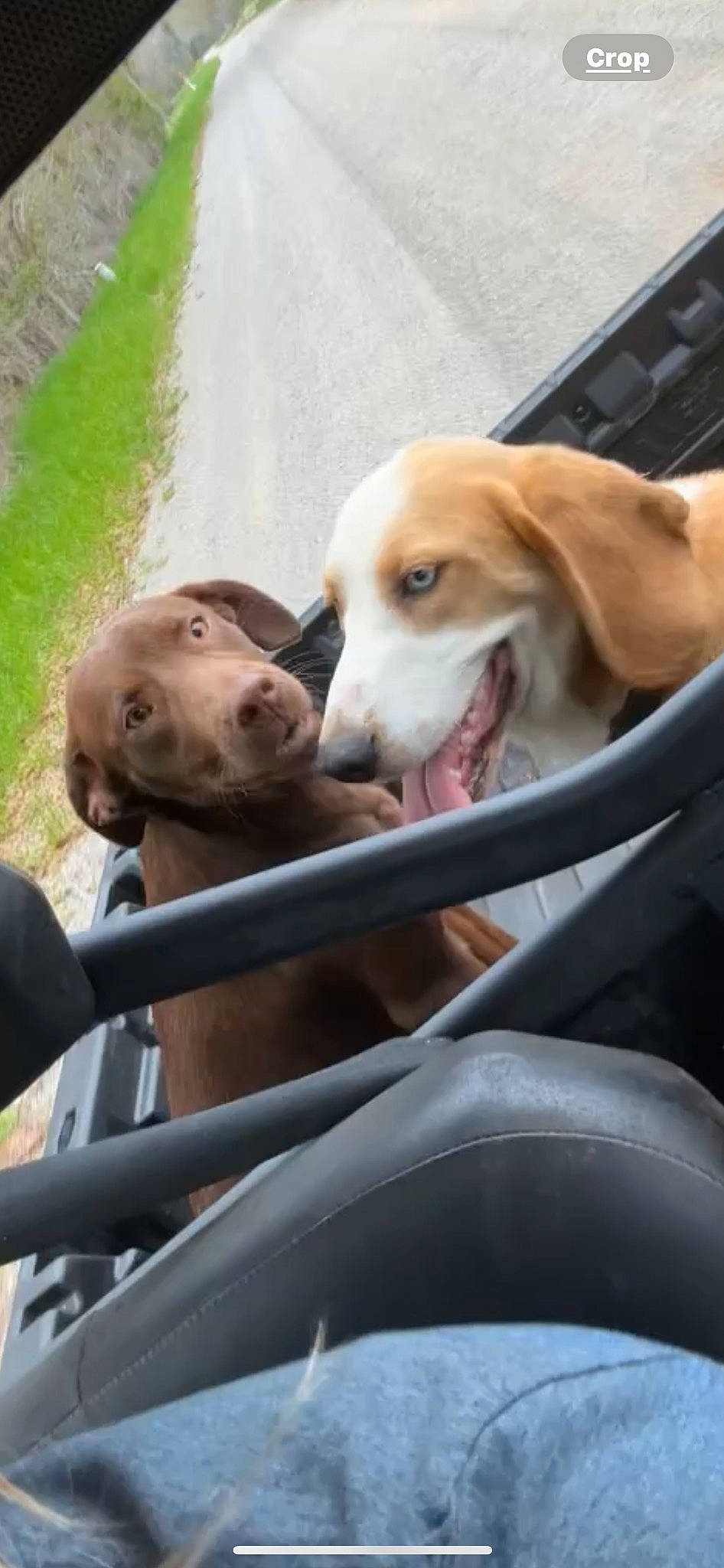 Diesel joined the competition — help win amazing prizes! canidae, carnivore, collar, companion_dog, dog, dog_breed, dog_supply, fawn, fur, hound, leash, leisure, mammal, snout, sporting_group, steering_wheel, street_dog, vehicle, working_animal, working_dog